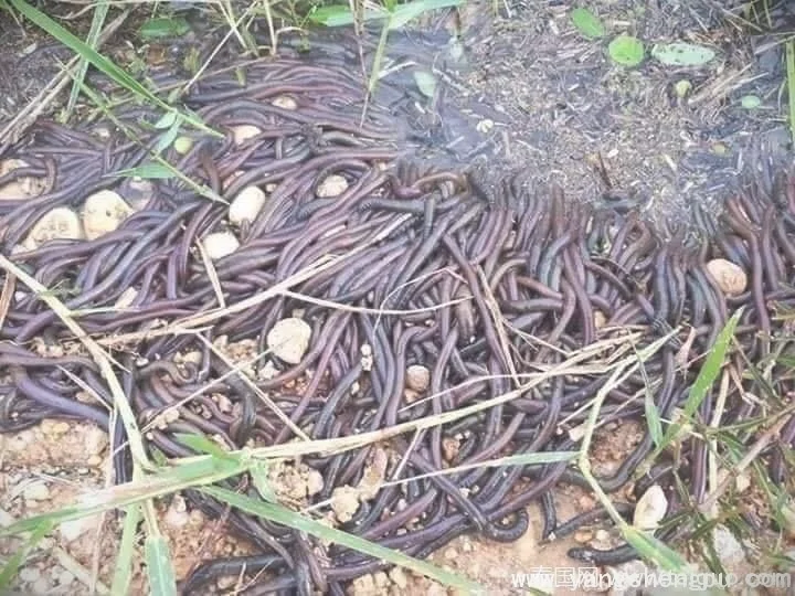 泰国河岸边数十万的蚯蚓