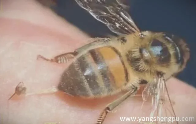 蜜蜂尾针在肉里怎么办-被蜜蜂蛰了怎么处理伤口